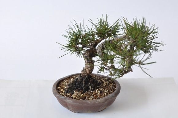 赤松 1点もの No.421の盆栽を販売｜通信講座は盆栽妙 – 盆栽妙 本店