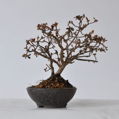 雲仙ツツジ 1点もの No.425