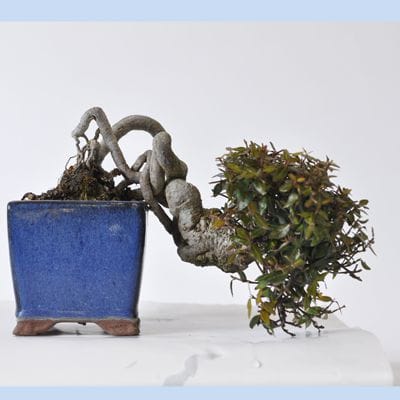 チリメンカズラ　1点もの　No.427