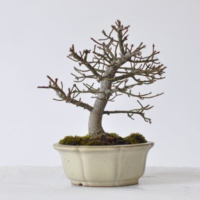 小まゆみ　1点もの　No.428