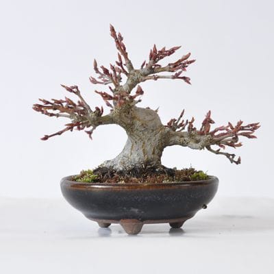 もみじ　1点もの　No.432