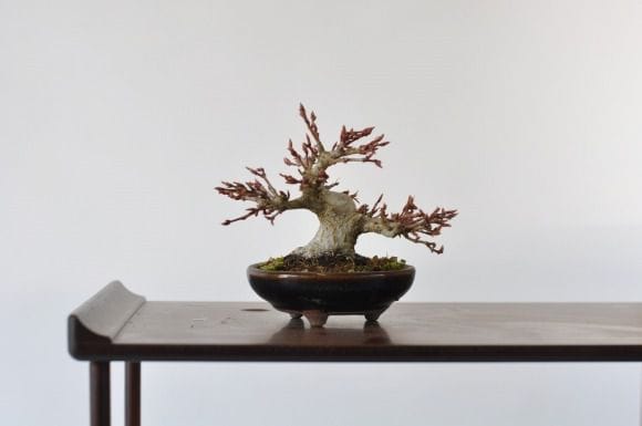 もみじ　1点もの　No.432