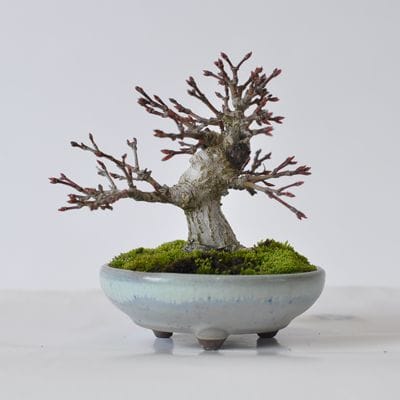 もみじ　1点もの　No.433