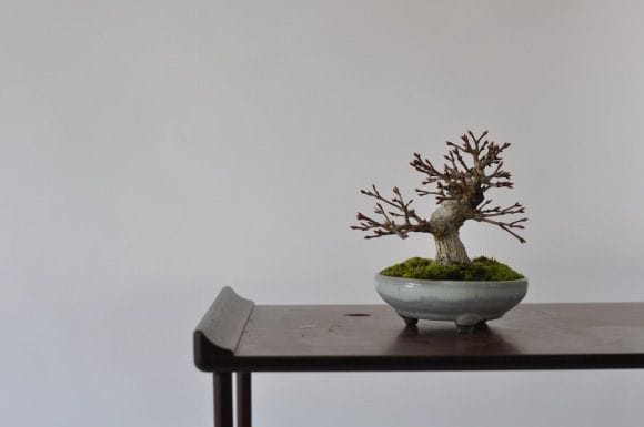 もみじ 1点もの No.433の盆栽を販売｜通信講座は盆栽妙 – 盆栽妙 本店