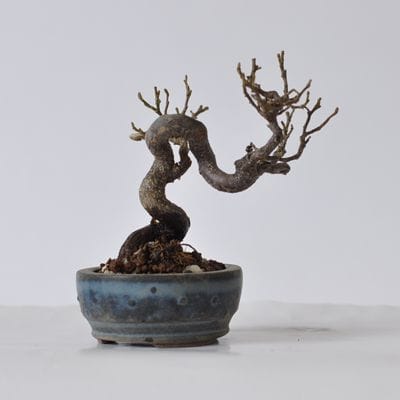 エゴ(赤)　1点もの　No.434