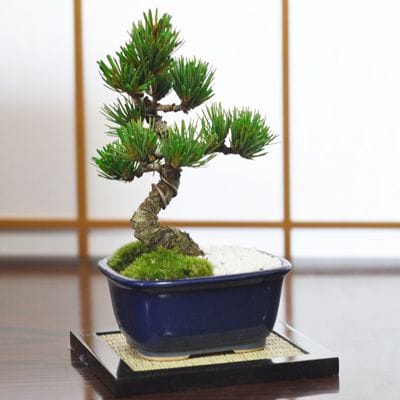 お手頃価格な格安お試し盆栽 五葉松 青鉢