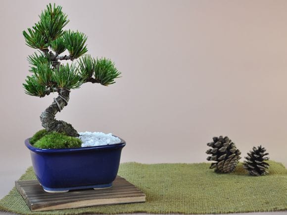 お手頃価格な格安お試し盆栽 五葉松 青鉢