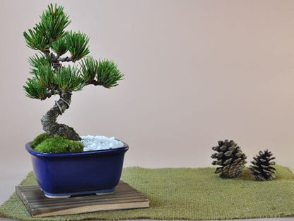 お手頃価格な格安お試し盆栽 五葉松 青鉢