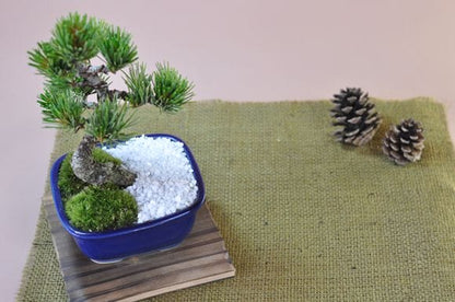 お手頃価格な格安お試し盆栽 五葉松 青鉢