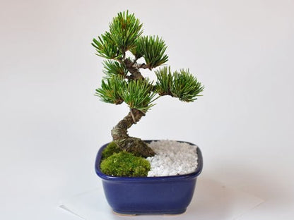 お手頃価格な格安お試し盆栽 五葉松 青鉢