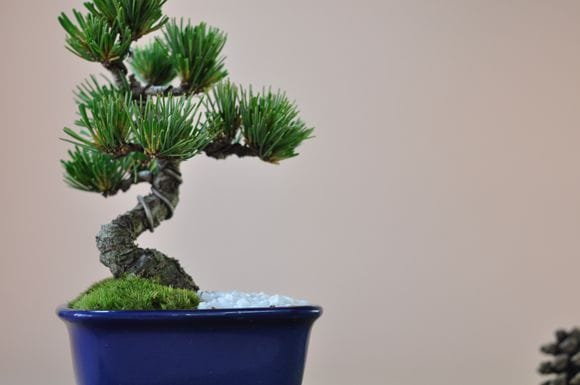 お手頃価格な格安お試し盆栽 五葉松 青鉢