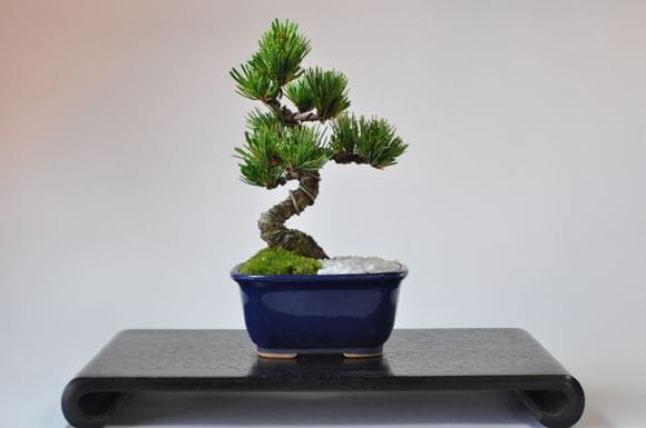 お手頃価格な格安お試し盆栽 五葉松 青鉢