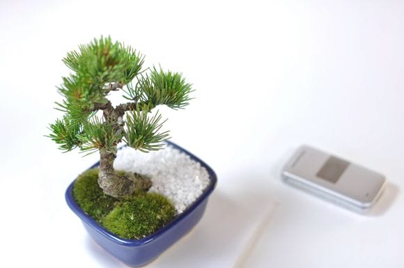 お手頃価格な格安お試し盆栽 五葉松 青鉢