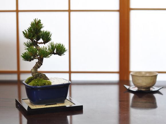 お手頃価格な格安お試し盆栽 五葉松 青鉢