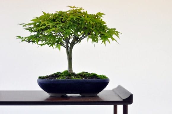 御朱印巡り♡♡】秋の風情☆美しきイロハモミジと南天の苔盆栽 盆栽