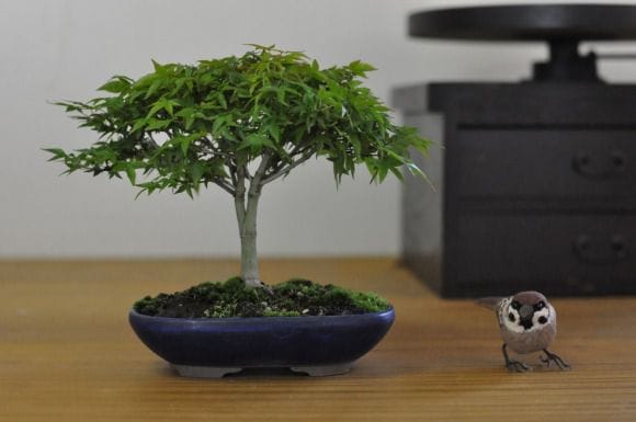 もみじ(清姫)の盆栽を販売|通信講座は盆栽妙 – 盆栽妙 本店 もみじ(清姫)の盆栽を販売|通信講座は盆栽妙 – 盆栽妙 本店