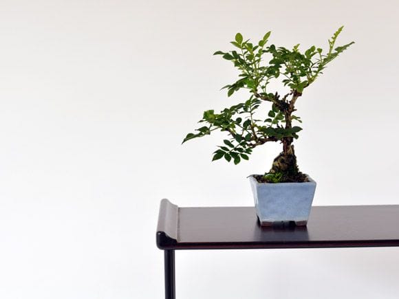 箱根サンショバラ