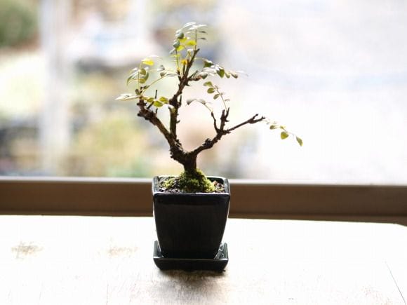 箱根サンショバラ