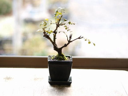 箱根サンショバラ