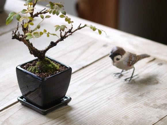 箱根サンショバラ の盆栽を販売｜父の日プレゼントの盆栽妙 – 盆栽妙 本店