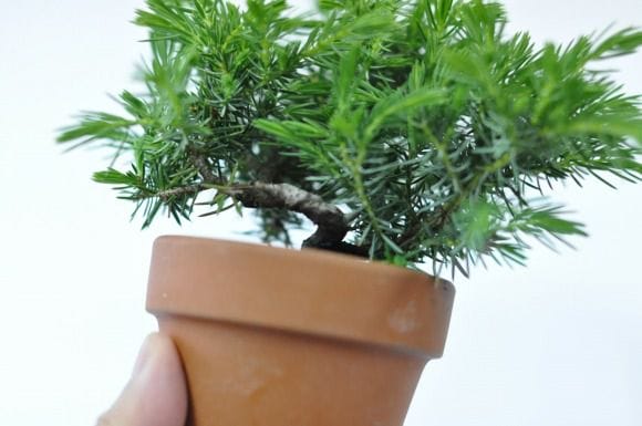 杜松の盆栽を販売｜通信講座は盆栽妙 – 盆栽妙 本店