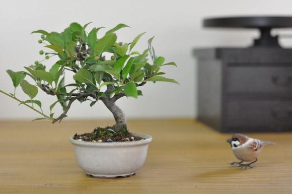 深山かいどうの盆栽を販売｜通信講座は盆栽妙 – 盆栽妙 本店