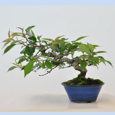 十月桜　1点もの　No.439