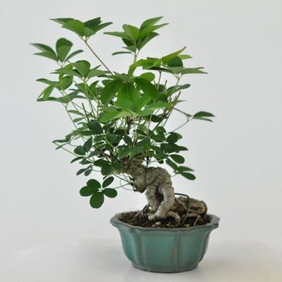 あけび　1点もの　No.441