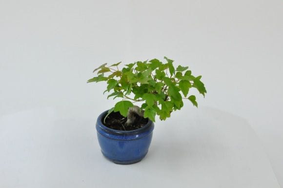 楓