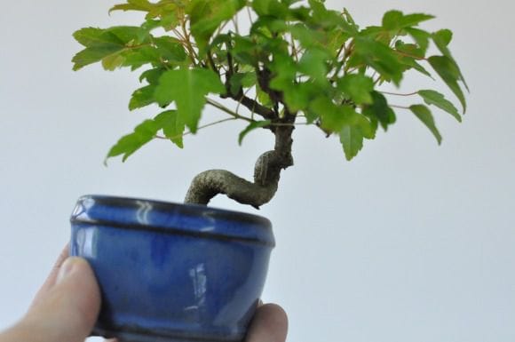 楓