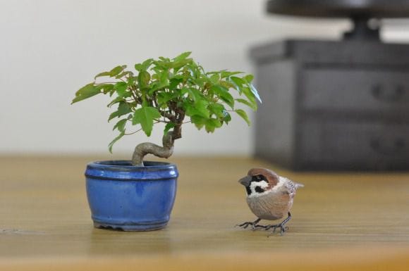 楓