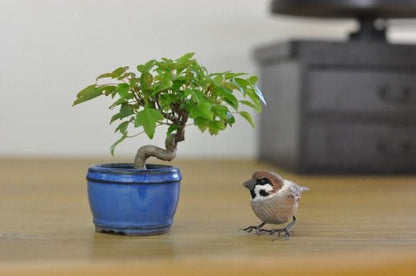 楓