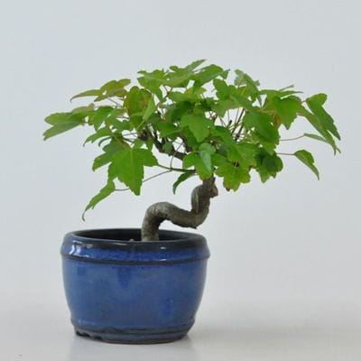 楓