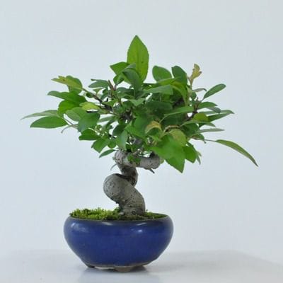 ズミ　1点もの　No.443