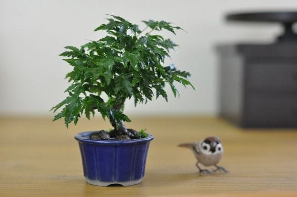 獅子頭もみじ 1点もの No.446の盆栽を販売｜通信講座は盆栽妙 – 盆栽妙