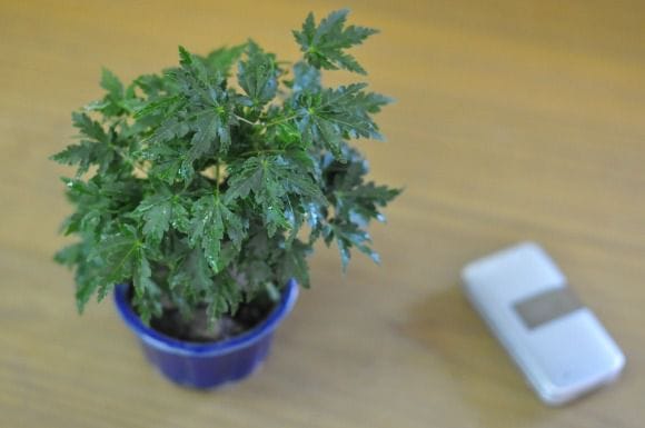 獅子頭もみじ 1点もの No.446の盆栽を販売|通信講座は盆栽妙 獅子頭もみじ 1点もの No.446の盆栽を販売|通信講座は盆栽妙