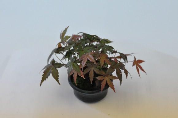 出猩々もみじ 1点もの No.447の盆栽を販売｜通信講座は盆栽妙 – 盆栽妙