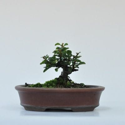 長寿梅