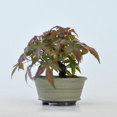 出猩々もみじ　1点もの　No.449