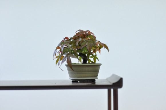 出猩々もみじ　1点もの　No.449