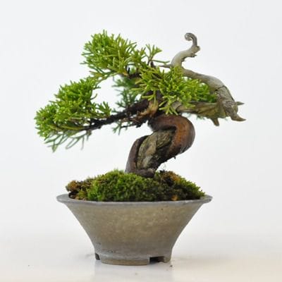 真柏　1点もの　No.451