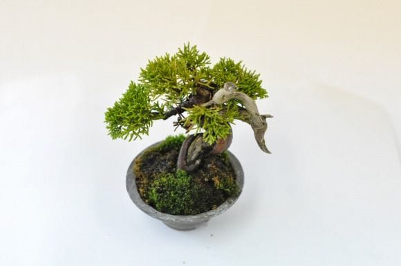 真柏　1点もの　No.451