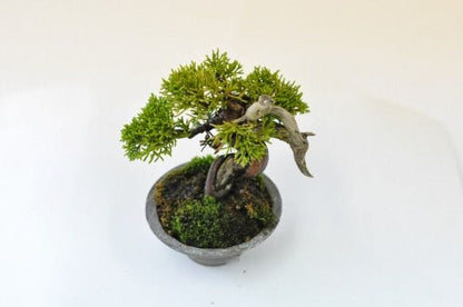 真柏　1点もの　No.451