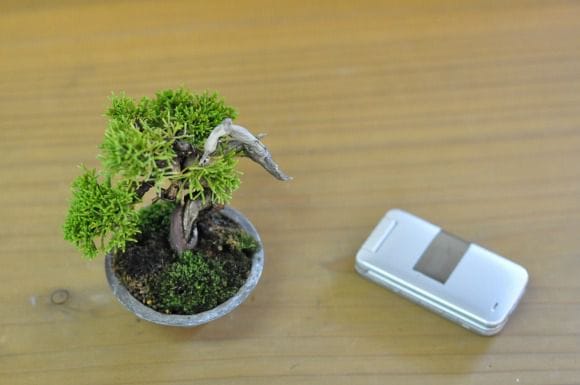 真柏　1点もの　No.451