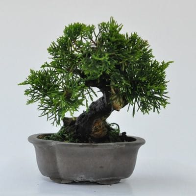 真柏　1点もの　No.452