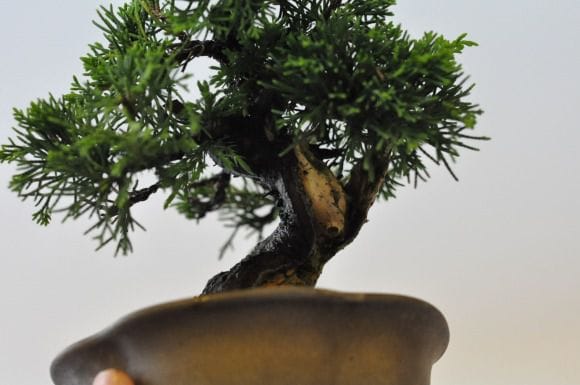 真柏 1点もの No.452の盆栽を販売｜通信講座は盆栽妙 – 盆栽妙 本店