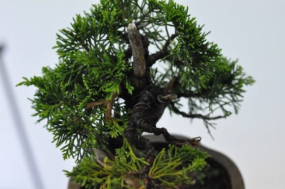 真柏 1点もの No.452の盆栽を販売｜通信講座は盆栽妙 – 盆栽妙 本店