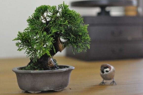 真柏 1点もの No.452の盆栽を販売｜通信講座は盆栽妙 – 盆栽妙 本店