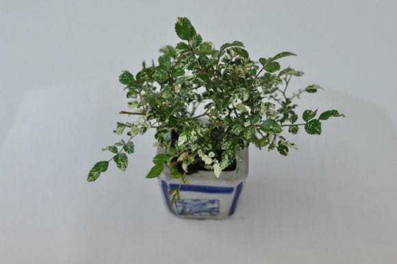 斑入り 屋久島バラの盆栽を販売｜通信講座は盆栽妙 – 盆栽妙 本店