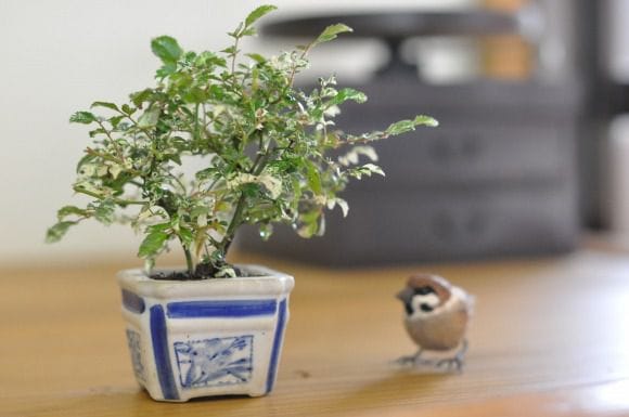斑入り 屋久島バラの盆栽を販売｜通信講座は盆栽妙 – 盆栽妙 本店